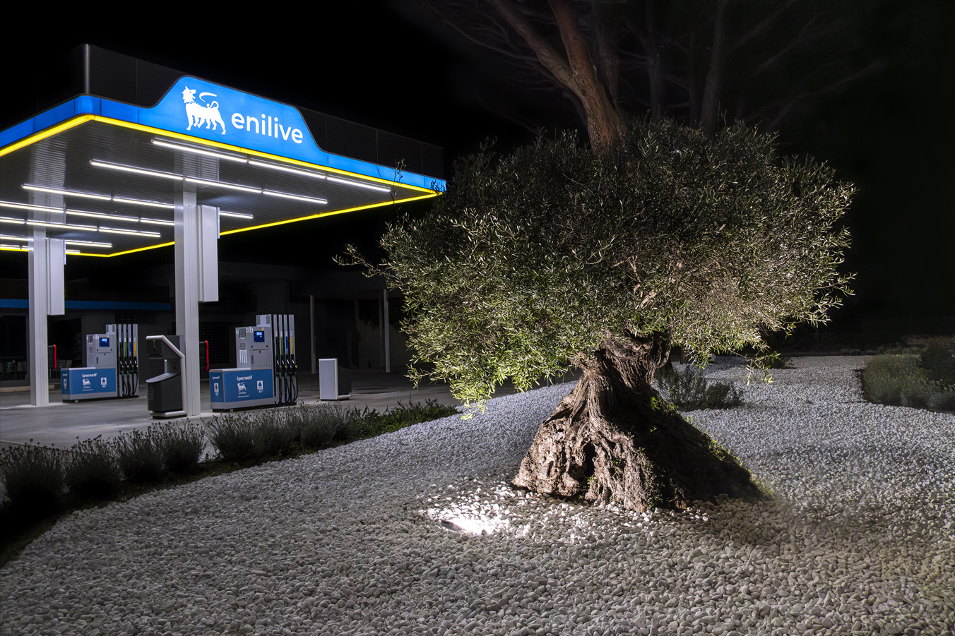 Nocturnal Olive Tree